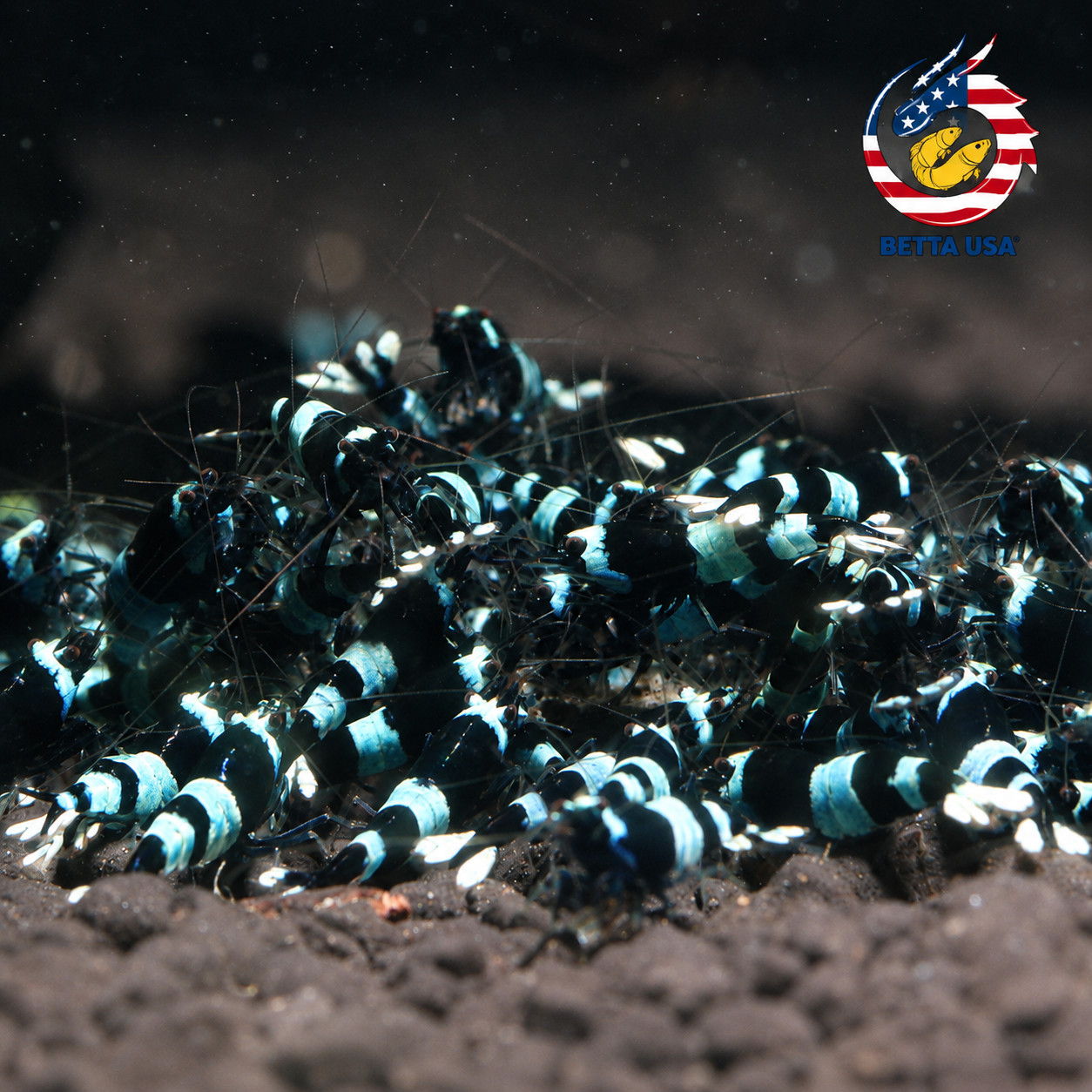 20+2  CBS Crystal Black Shrimp (Mixed Grade S-SSS) Live Aquarium Shrimp