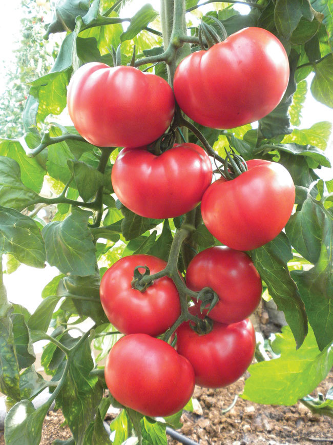 Beefsteak Heirloom Tomato Seeds, NON-GMO, Slicing Tomato, 