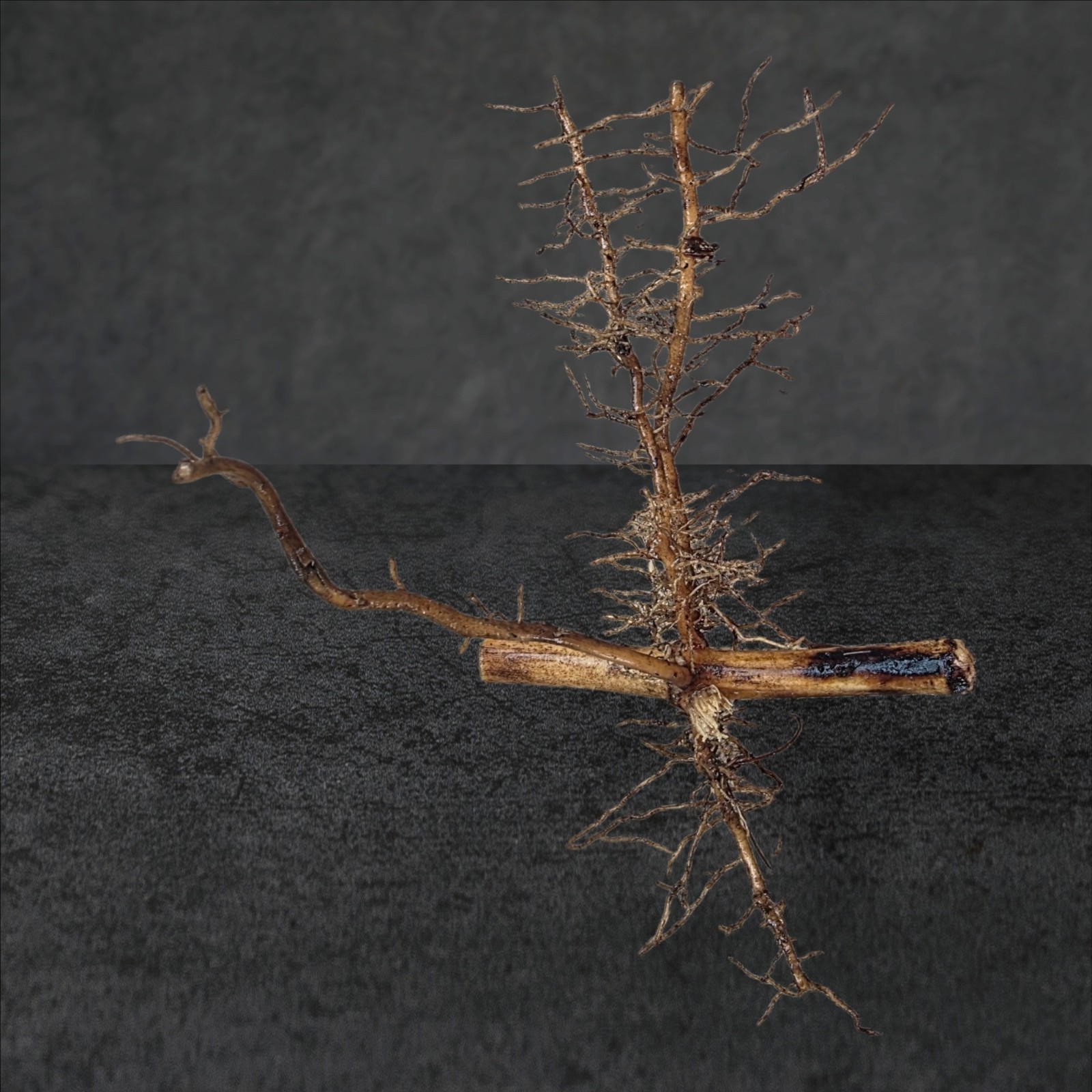 Yellow Groove Running Bamboo Rhizome- Ready to Plant- Qty 1