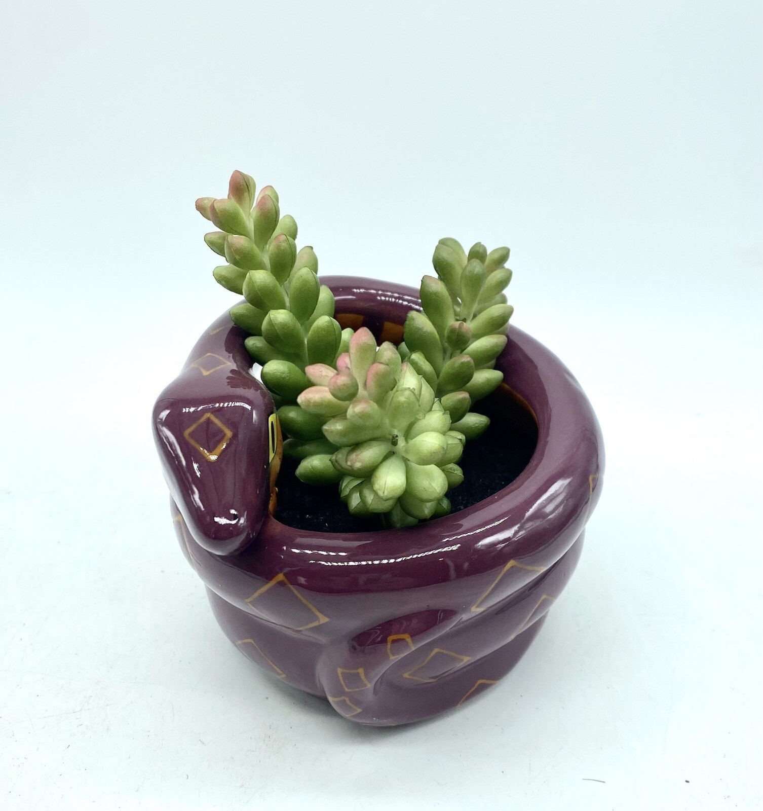 Hyde & Eek Ghoulish Garden Snake Succulent Wedding Centerpiece Valentine’s Day