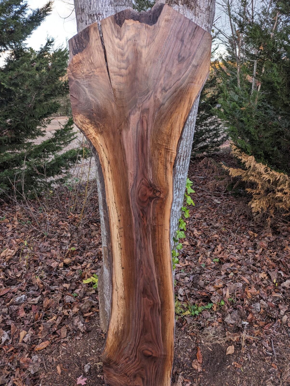 Black Walnut Slab (Live Edge) (thick slab) Very Nice (Crotch slab)