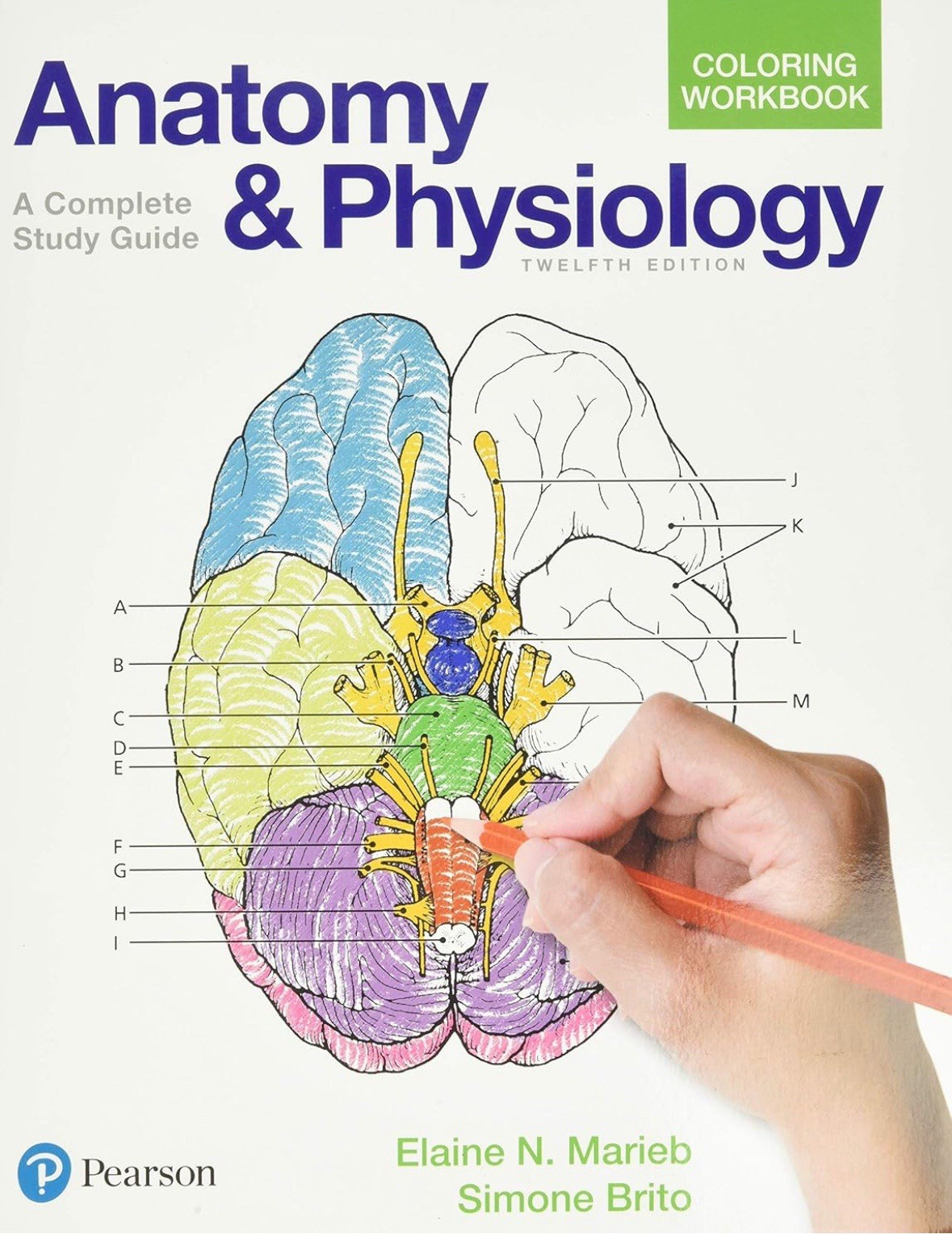 Anatomy and Physiology Coloring Workbook : A Complete Study Guide by Elaine... Anatomy and Physiology Coloring Workbook : A Complete Study Guide by Elaine...
