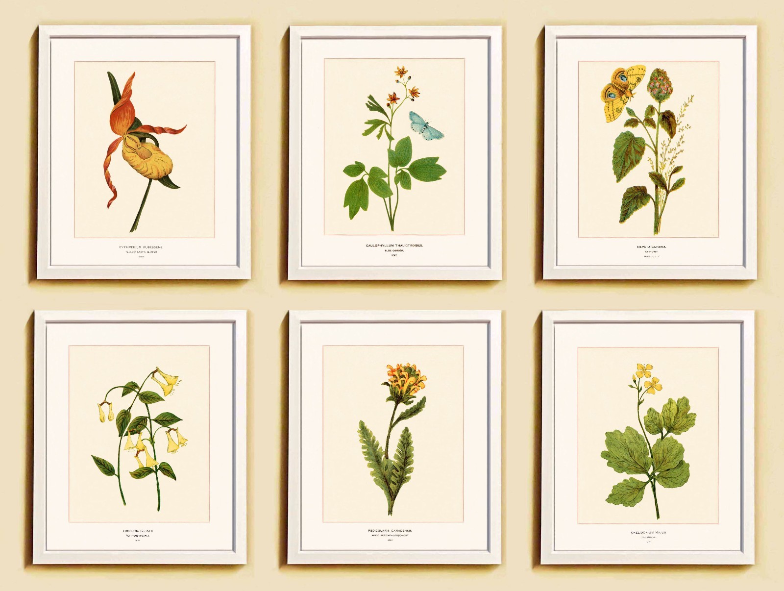 American Yellow Wildflowers, Set 6 Art Prints, Vintage, Cottagecore Wall Decor