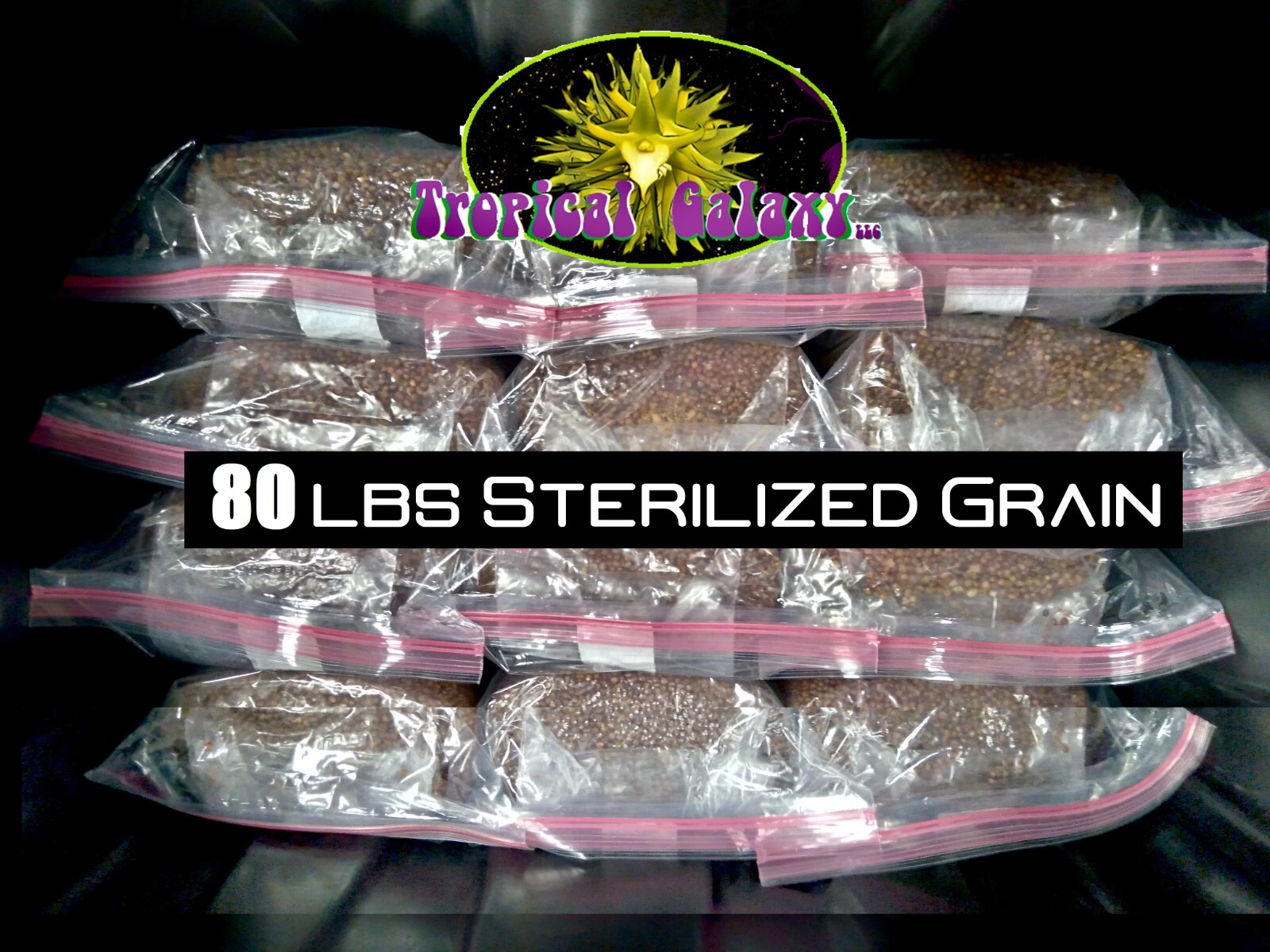 80lbs Bulk Sterilized Grain for Mushroom Spawn (10x 8lb Bags)