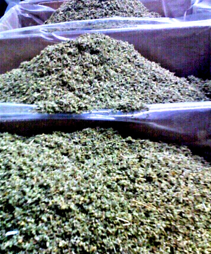 leaves herb DAMIANA Leaf organic cut tea WHOLESALE 1 5 10 15 25 50 100lb 