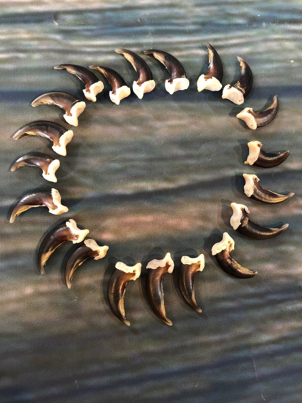 20 REAL COYOTE CLAWS TOES BONE MOUNTAIN MAN CRAFT SKULL JEWELRY EARRING GOTHIC
