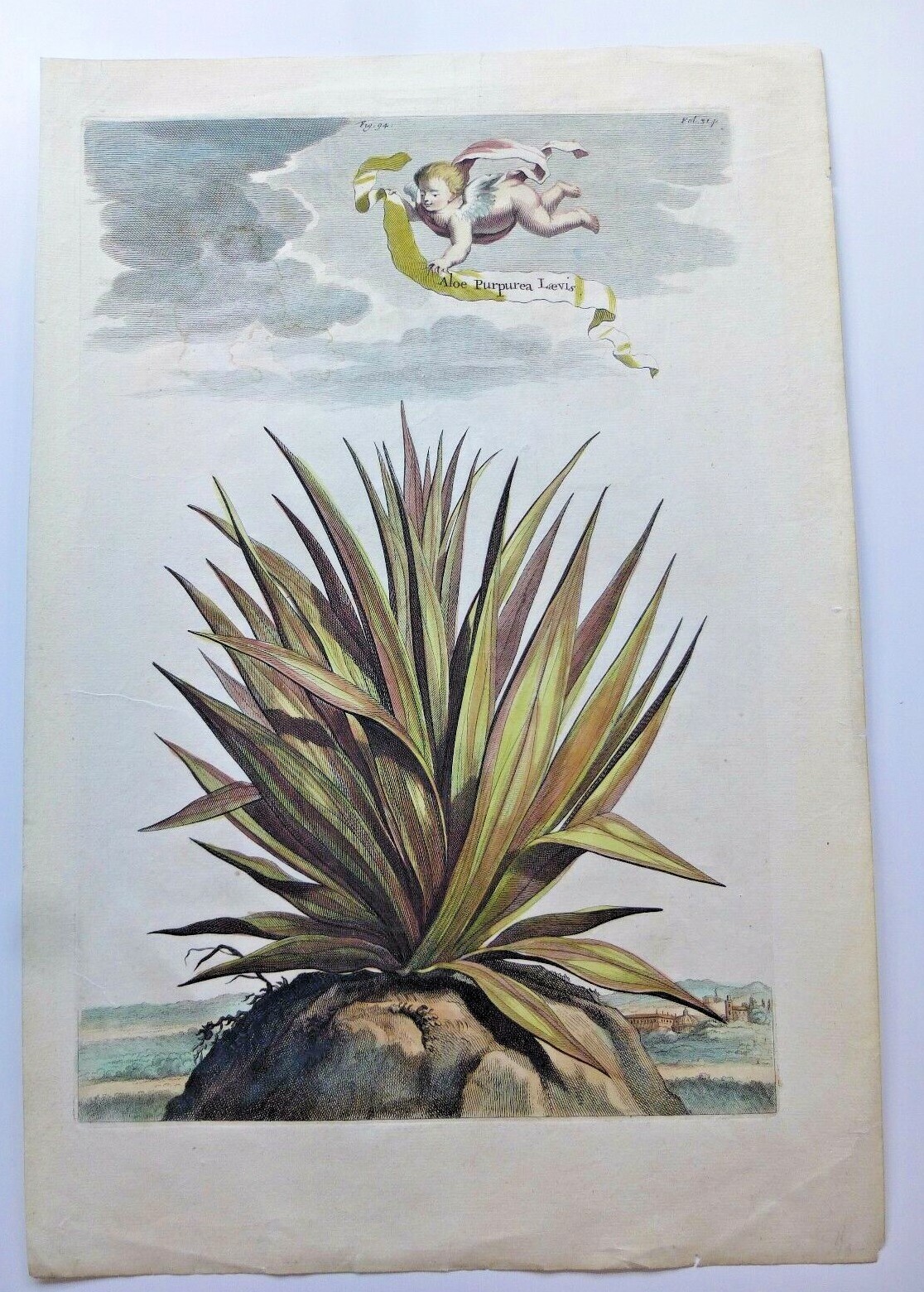  ABRAHAM MUNTING  ENGRAVING  PHYTOGRAPHIA CURIOSA  ALOE PURPUREA LAEVIS