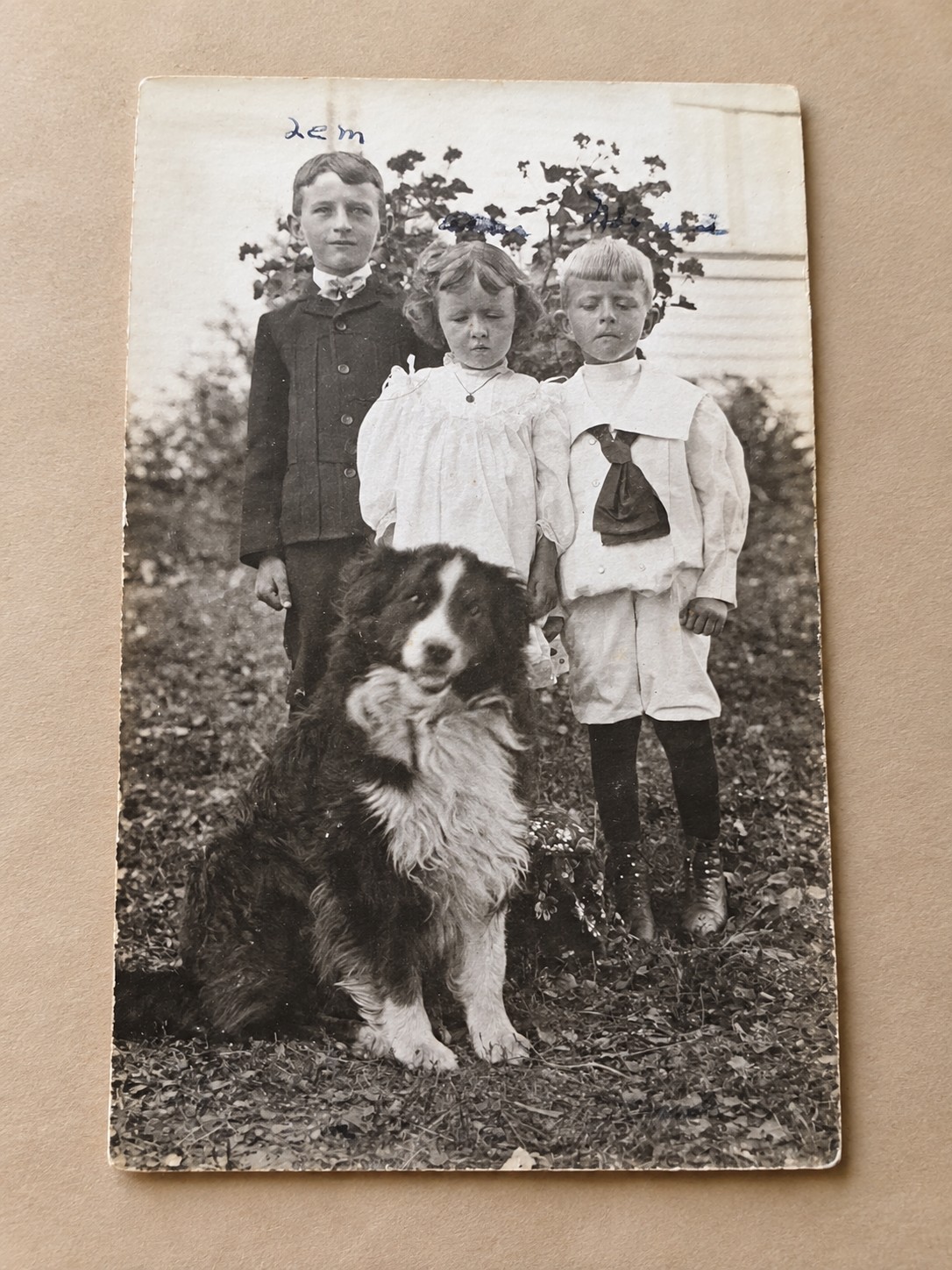 Antique 1907–1914 VELOX RPPC Children with Border Collie Dog Real Photo Postcard Antique 1907–1914 VELOX RPPC Children with Border Collie Dog Real Photo Postcard
