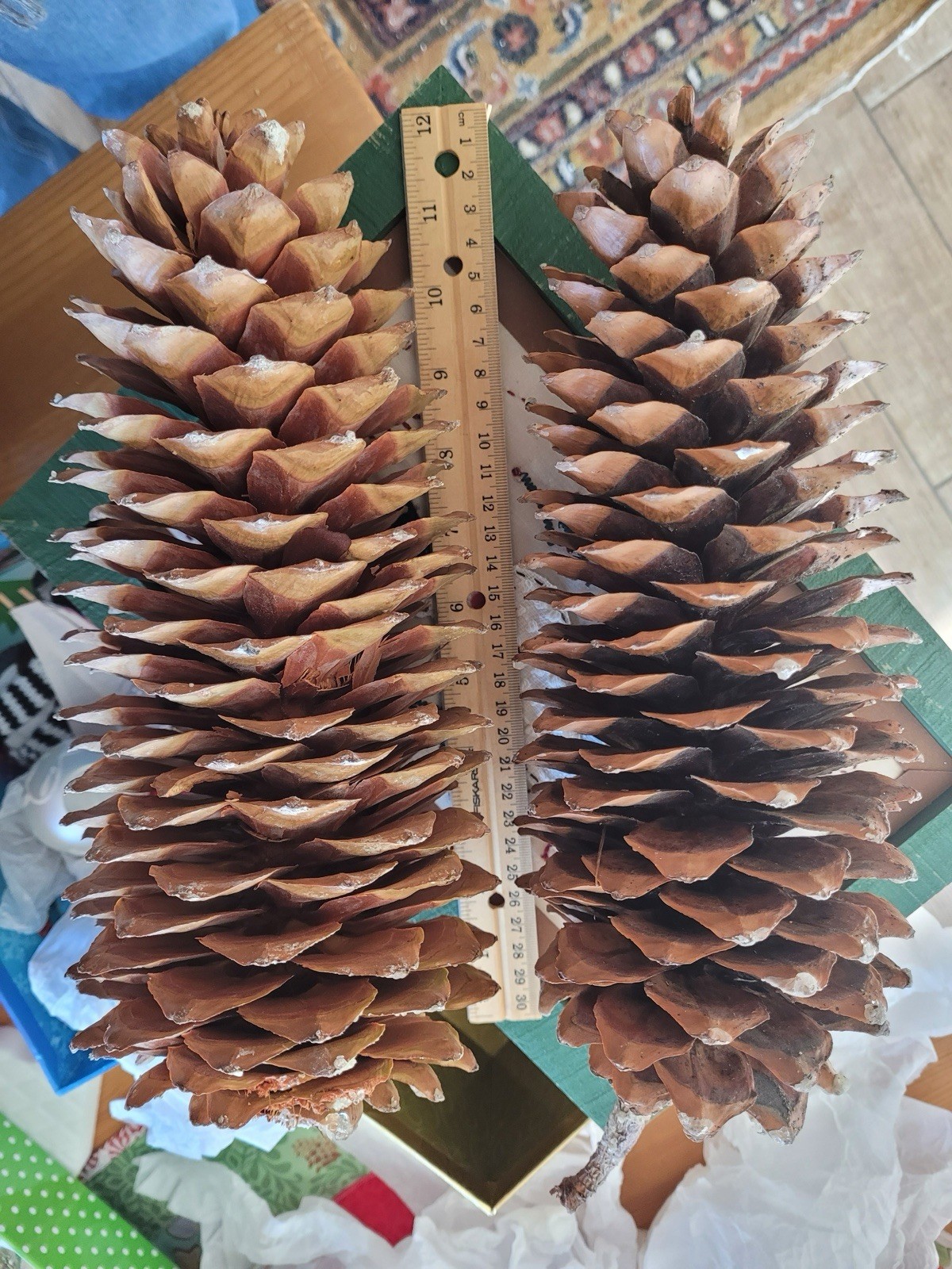 Giant Sugar Pine Cone from CA Sierra Nevada Mts. - Longest of all Pine cones