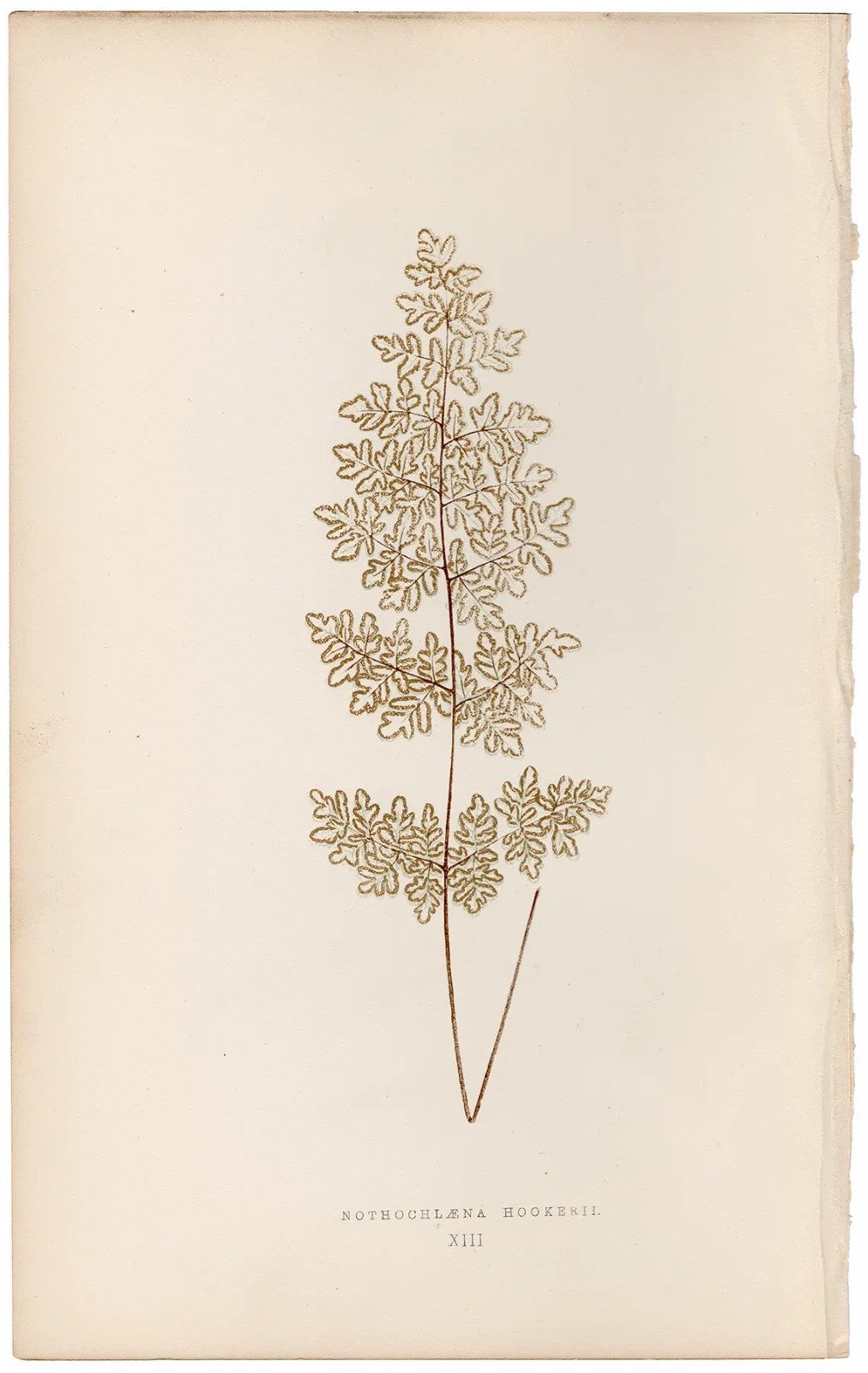 Antique 1872 Lowe Exotic Ferns botanical print 13 Hooker Heart Fern
