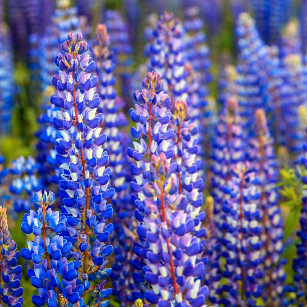 Lupine WILD PERENNIAL Hummingbird & Bee Favorite Heirloom Pure Non-GMO 50 Seeds Lupine WILD PERENNIAL Hummingbird & Bee Favorite Heirloom Pure Non-GMO 50 Seeds