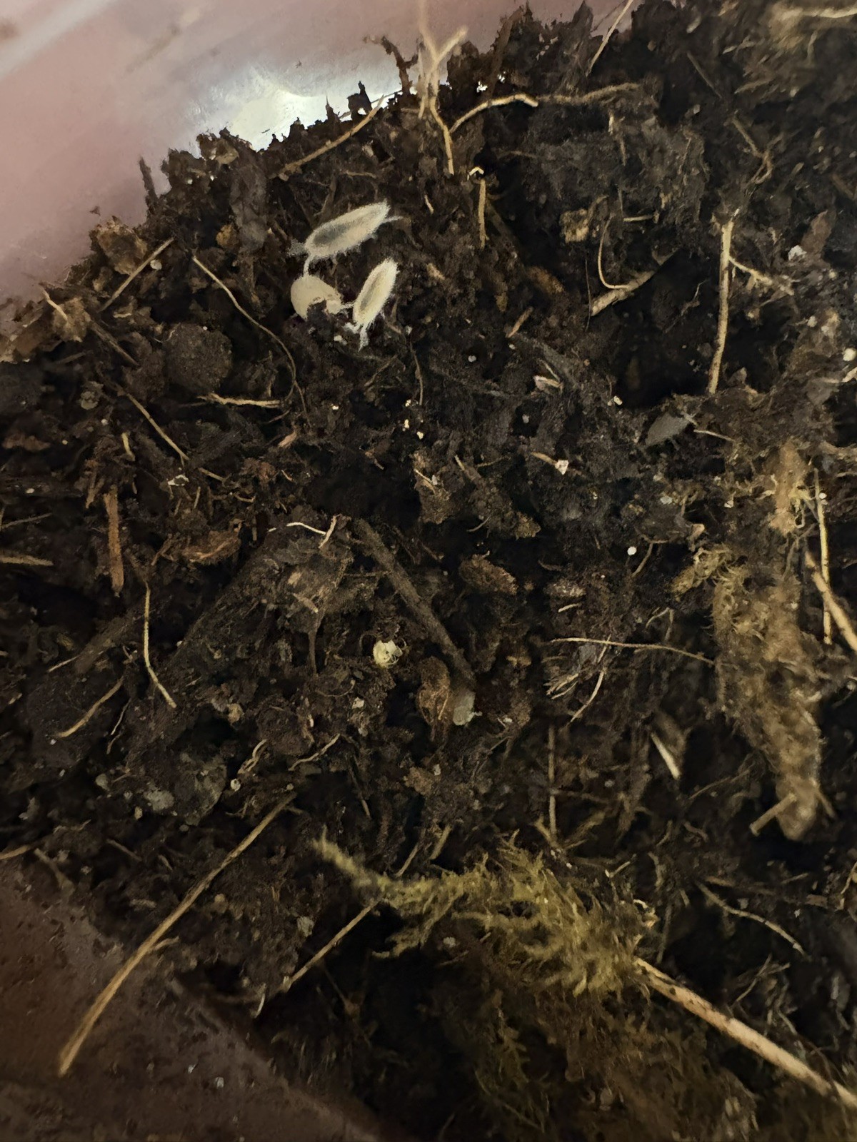 100+ Dwarf White Isopod Bioactive Cleaner Feeders 100+ Dwarf White Isopod Bioactive Cleaner Feeders