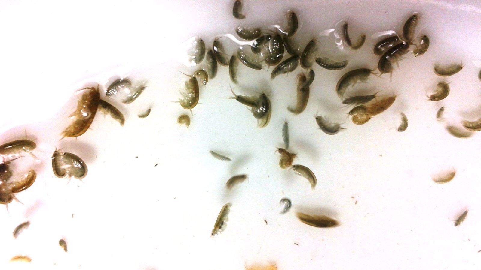 1 PORTION = 100+ AMPHIPODS LIVE SALTWATER FISH FOOD GREAT CLEANERS TOO 
