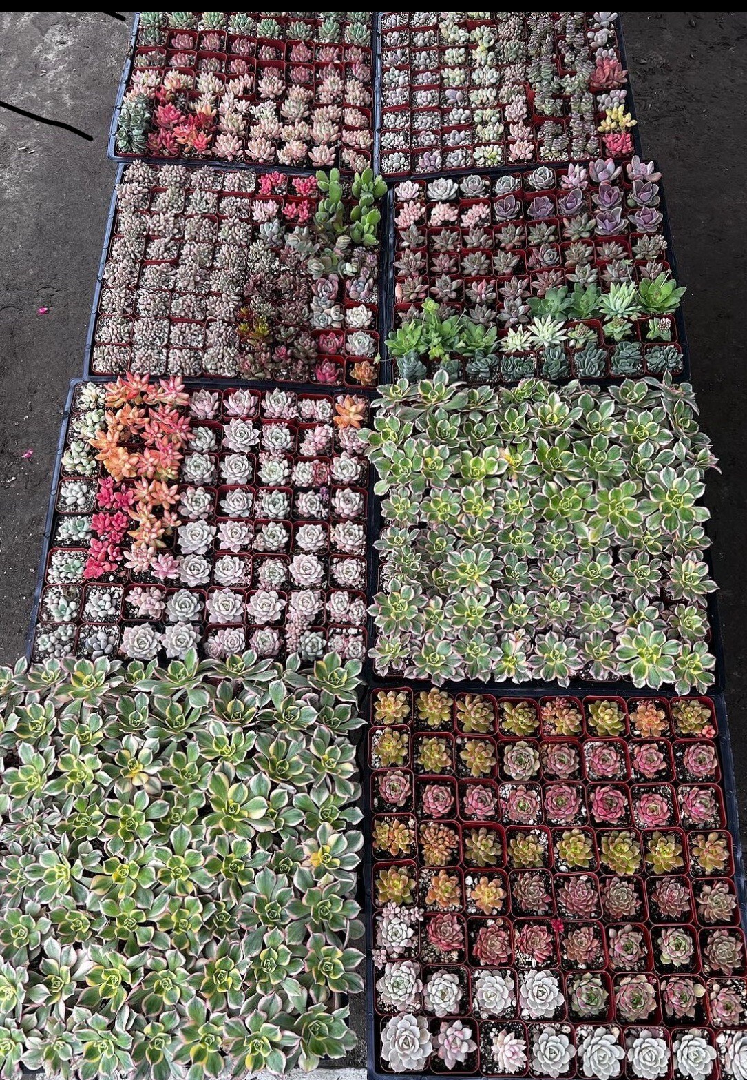 10 packs Of 2” Pot live Mix Succulent Plants fully Rooted in 2\ 10 packs Of 2” Pot live Mix Succulent Plants fully Rooted in 2\