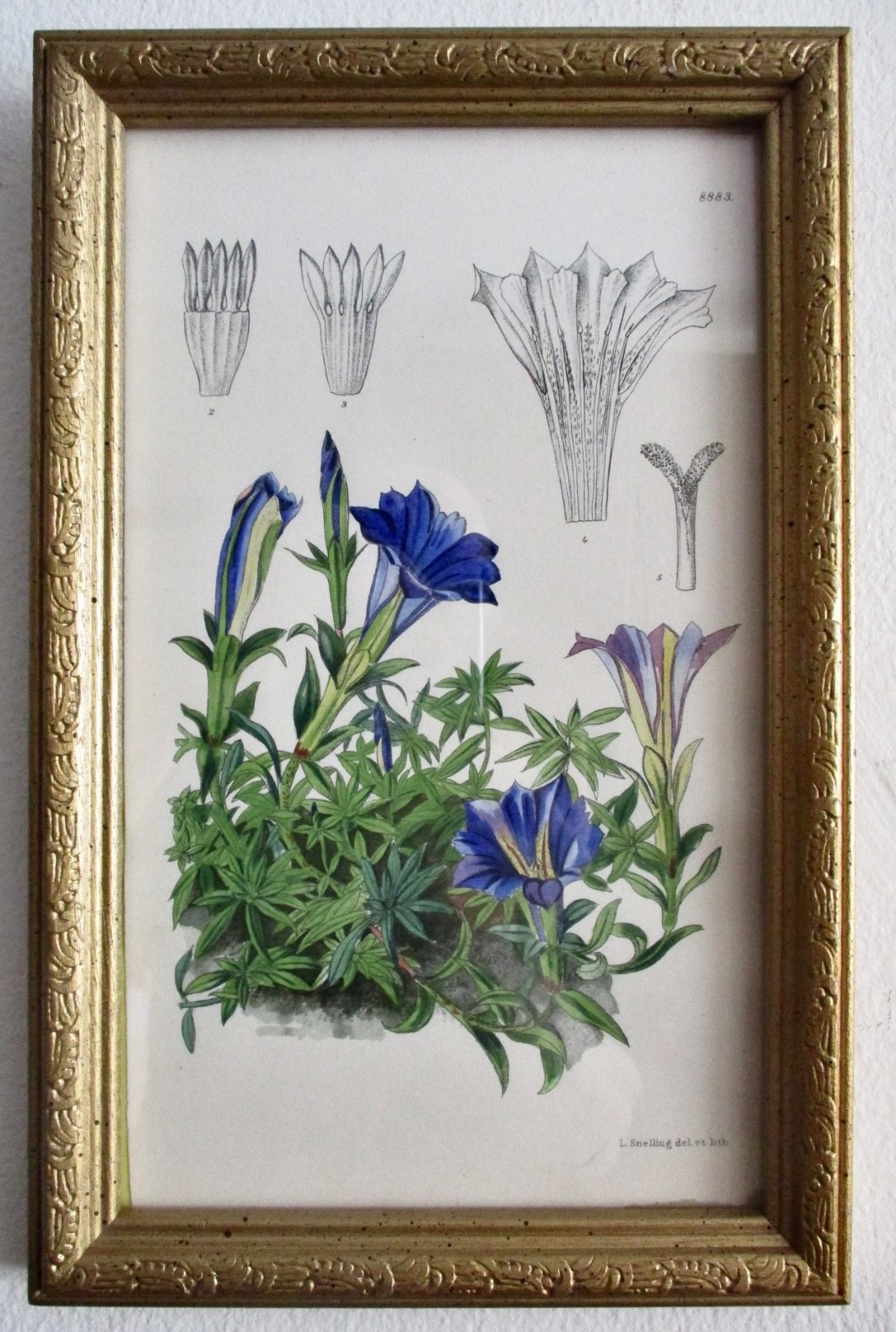 Antique Hand-Colored Floral Lithograph from Britain Circa. 1900 Antique Hand-Colored Floral Lithograph from Britain Circa. 1900