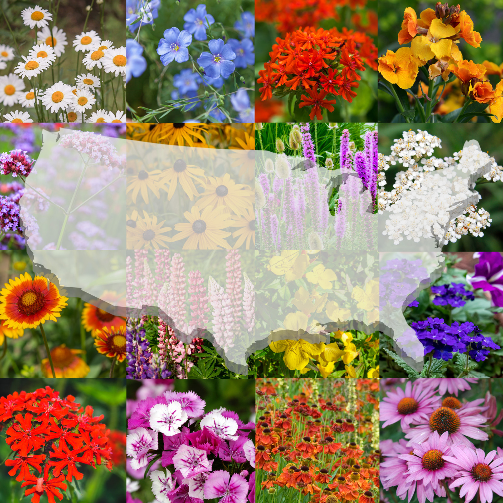 Bulk Wildflower Seed Mix - 1 Pound, All Zones Perennial Mix, Covers 2,000 SQFT Bulk Wildflower Seed Mix - 1 Pound, All Zones Perennial Mix, Covers 2,000 SQFT