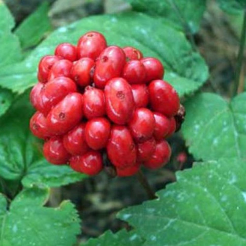 10 LB\'s American Ginseng Seed Grow your own Wild Ginseng. Wild Ginseng Seed 