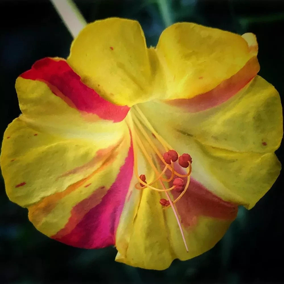 Broken Colors Four O'clock, *NEW Mirabilis Jalapa  50 Seeds   