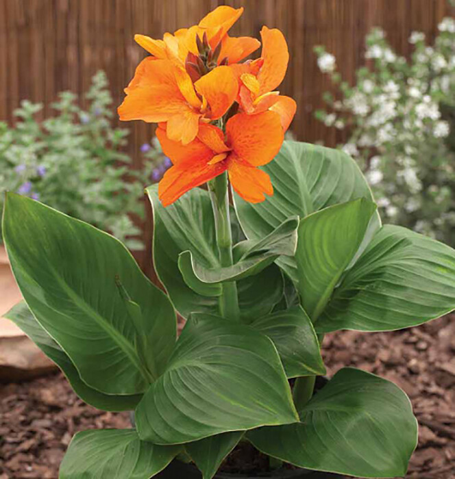 Canna jaegeriana, Orange Canna Lily - 5 Se eds