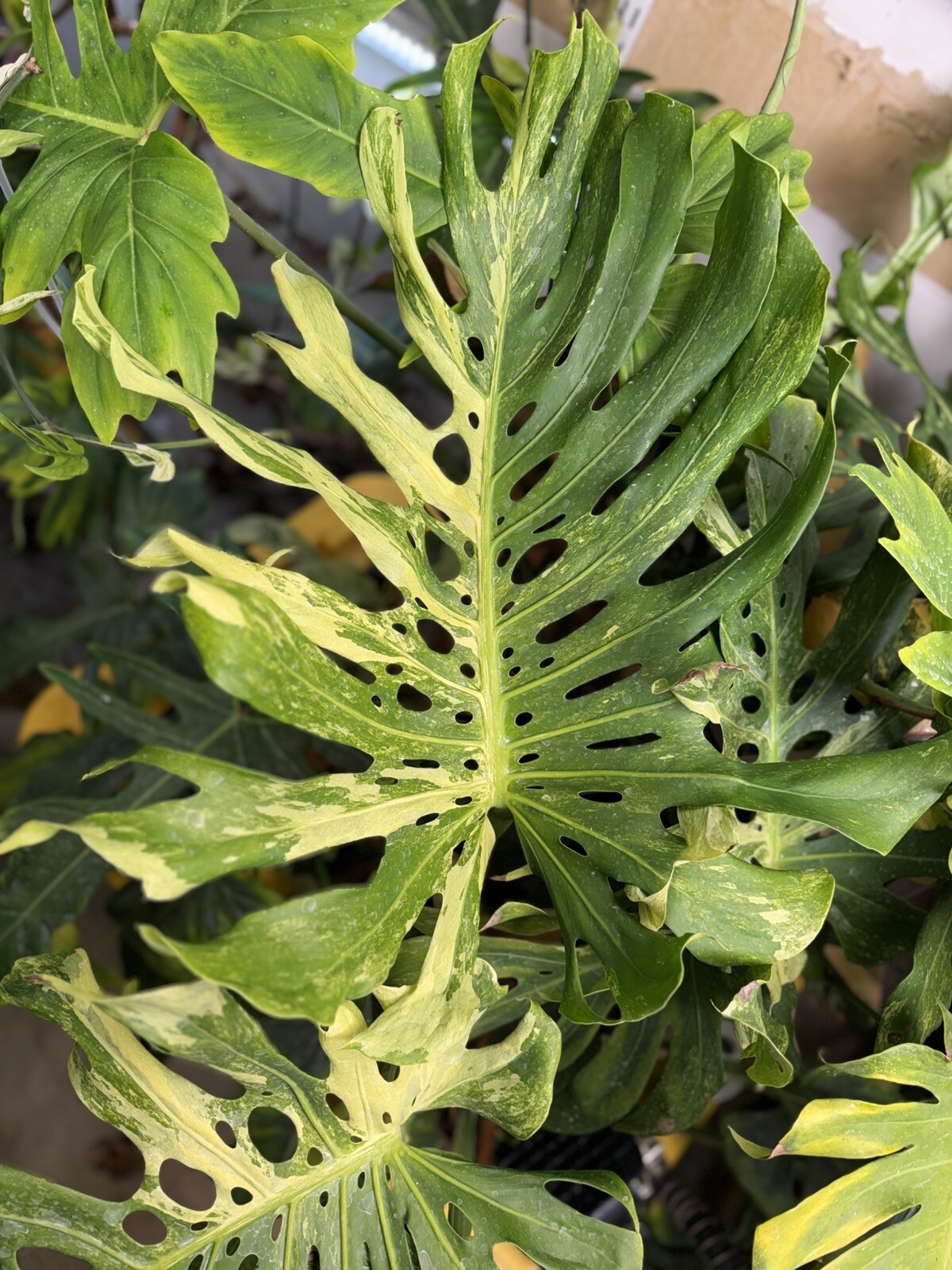 Monstera Ocean Mint Contorta Variegated - Mature Top Cutting