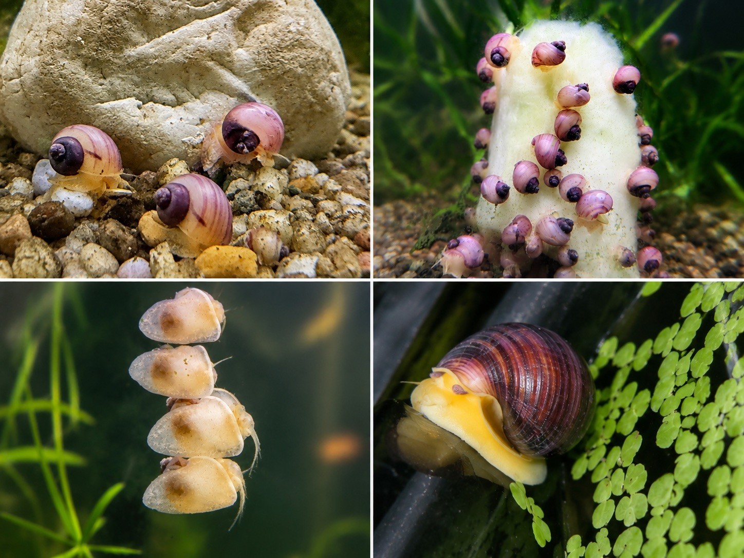 Live Freshwater Mystery Snails – Magenta / purple