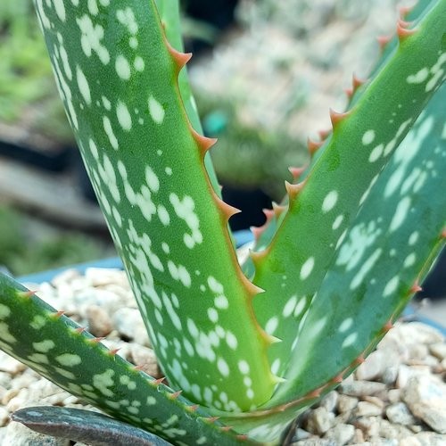 Aloe camperi ‘cornuta’ 5 Seeds 
