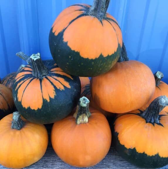 10 Batwing Pumpkin Seeds for Planting - Pumpkins Appear to Have a Black Cape 10 Batwing Pumpkin Seeds for Planting - Pumpkins Appear to Have a Black Cape
