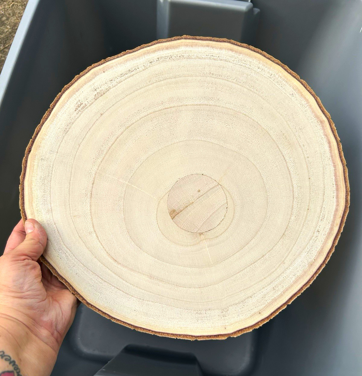Unfinished Round Wood Slice Circle Disc with Natural Bark Edge. Range in sizes.