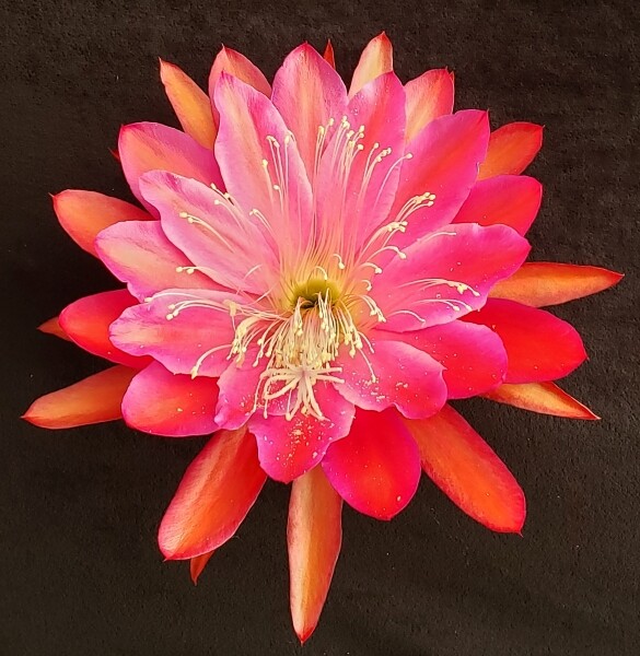 Epiphyllum \'Collection Of Cuttings\' - 20 Unrooted Cuttings Instant Collection