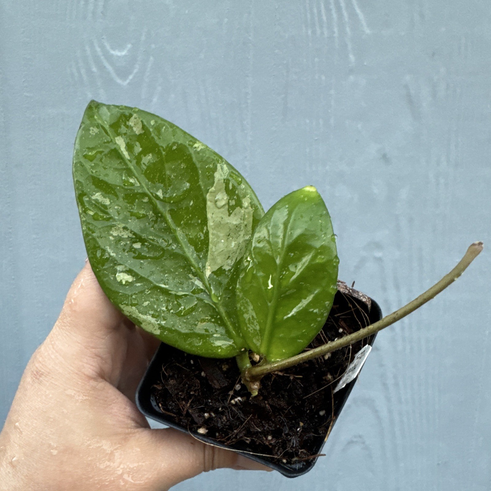 Hoya sp. 'Lai Chau' Splash (Clone 2) Hoya sp. 'Lai Chau' Splash (Clone 2)