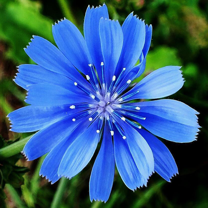 Chicory Seeds | Non-GMO | | Flower Seeds | Seed Store | 1248 Chicory Seeds | Non-GMO | | Flower Seeds | Seed Store | 1248