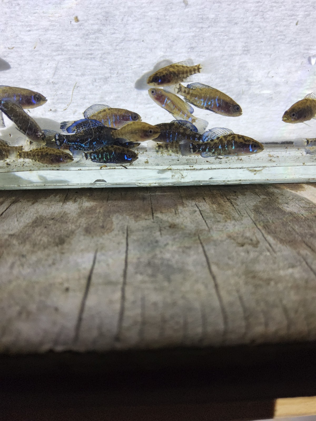 Gulf Coast Pygmy Sunfish Pair 1m/1fm Gulf Coast Pygmy Sunfish Pair 1m/1fm