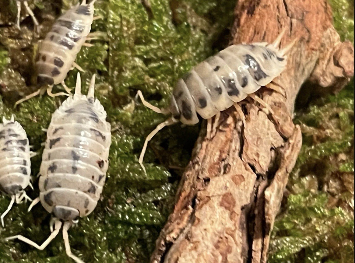 100+ Dairy Cow Isopods FEEDERS CUC Only Ship If Dest. Temps Are Less Than 89°