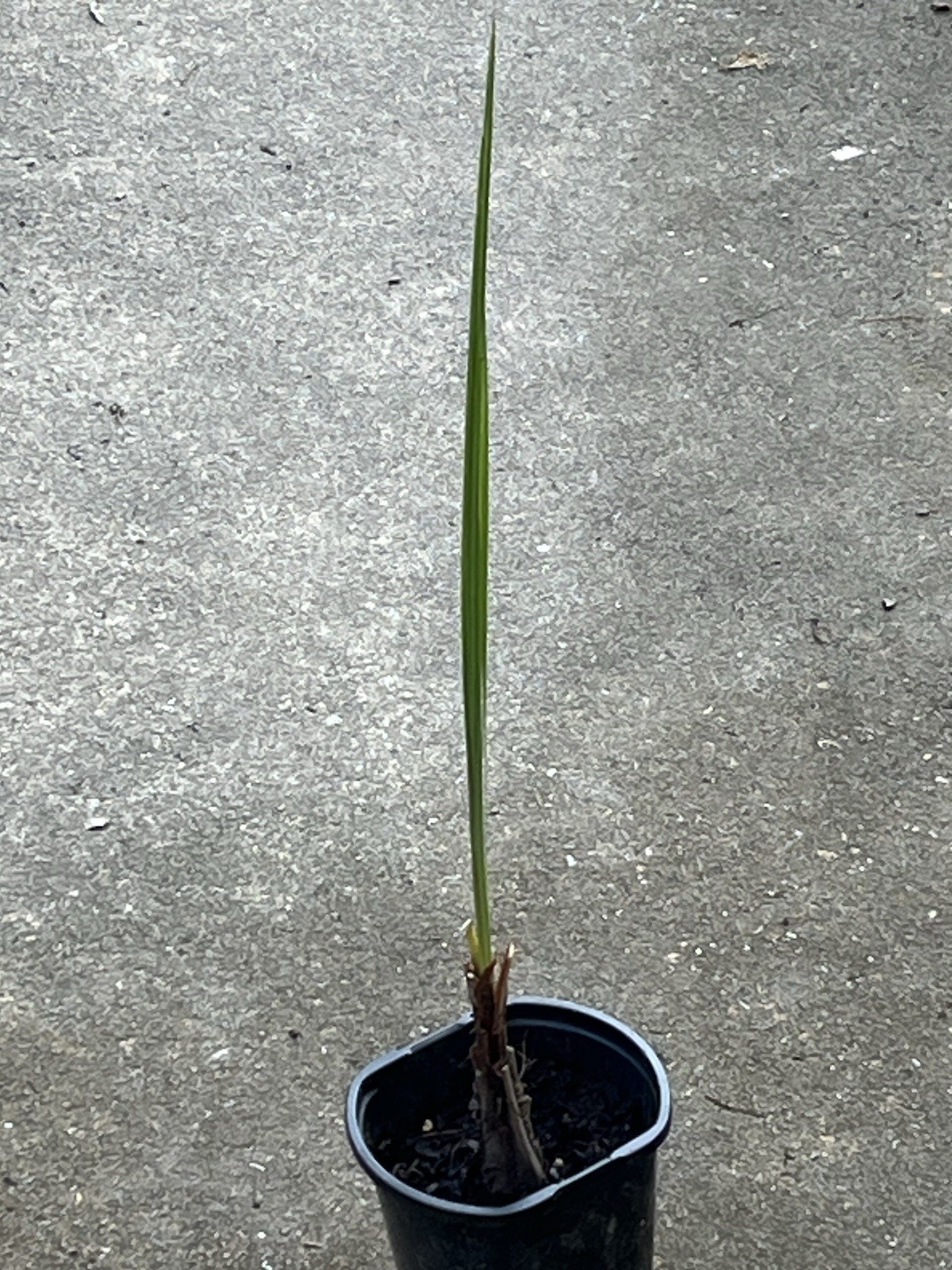 12” TALL PINDO PALM TREE-LIVE BONSAI TROPICAL PLANT-BUTIA CAPUTATA JELLY PALM