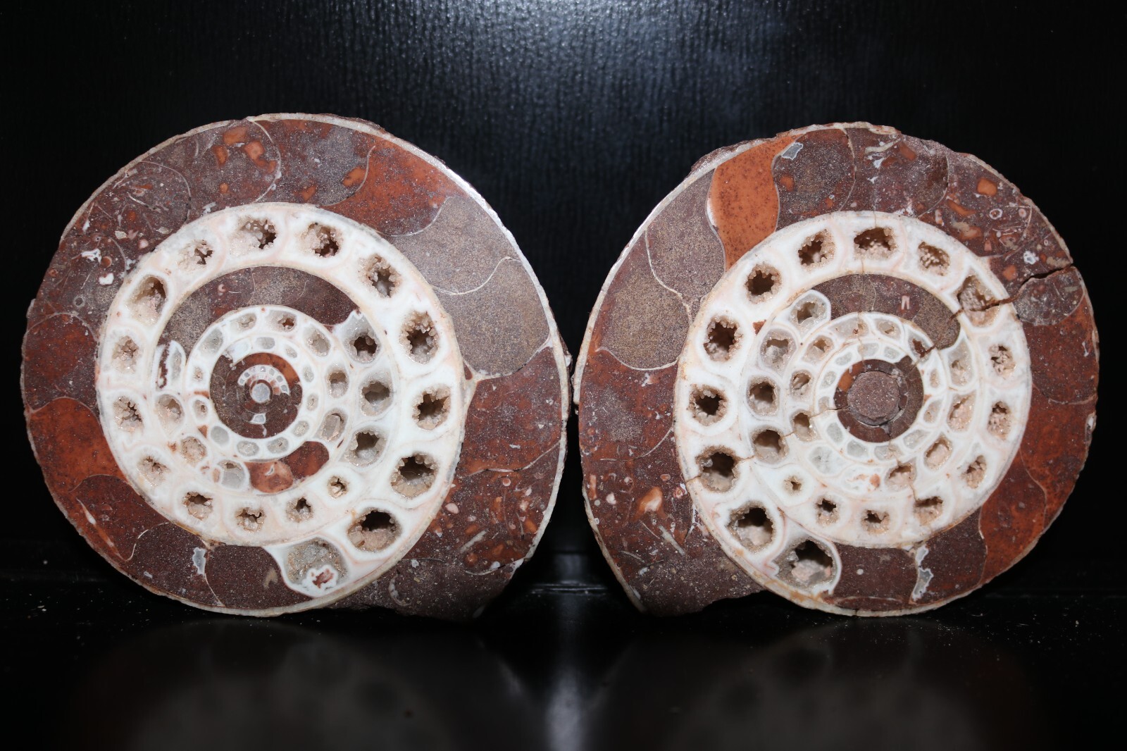 Split Timor Ammonite Pair – UV Reactive 3 1/4\ Split Timor Ammonite Pair – UV Reactive 3 1/4\