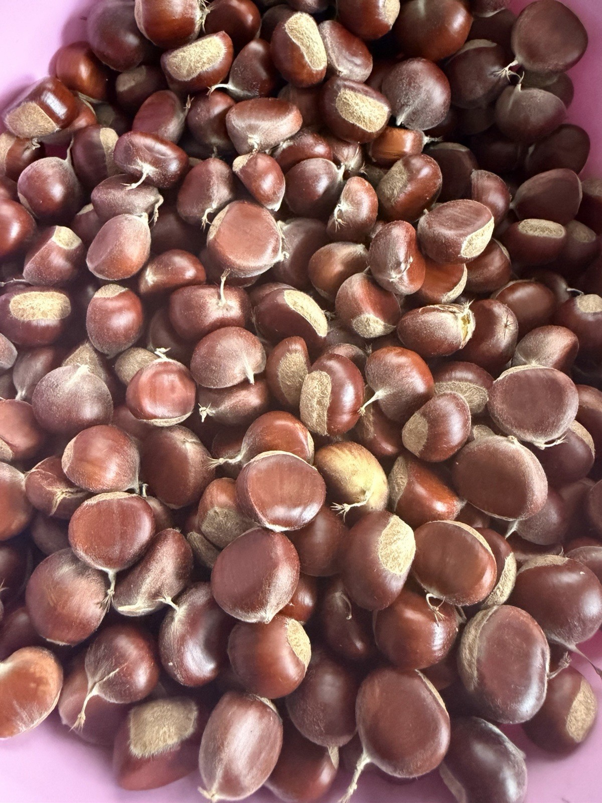 5 lb Fresh Organic Chestnuts - Gathered Daily USA / FAST 5 lb Fresh Organic Chestnuts - Gathered Daily USA / FAST