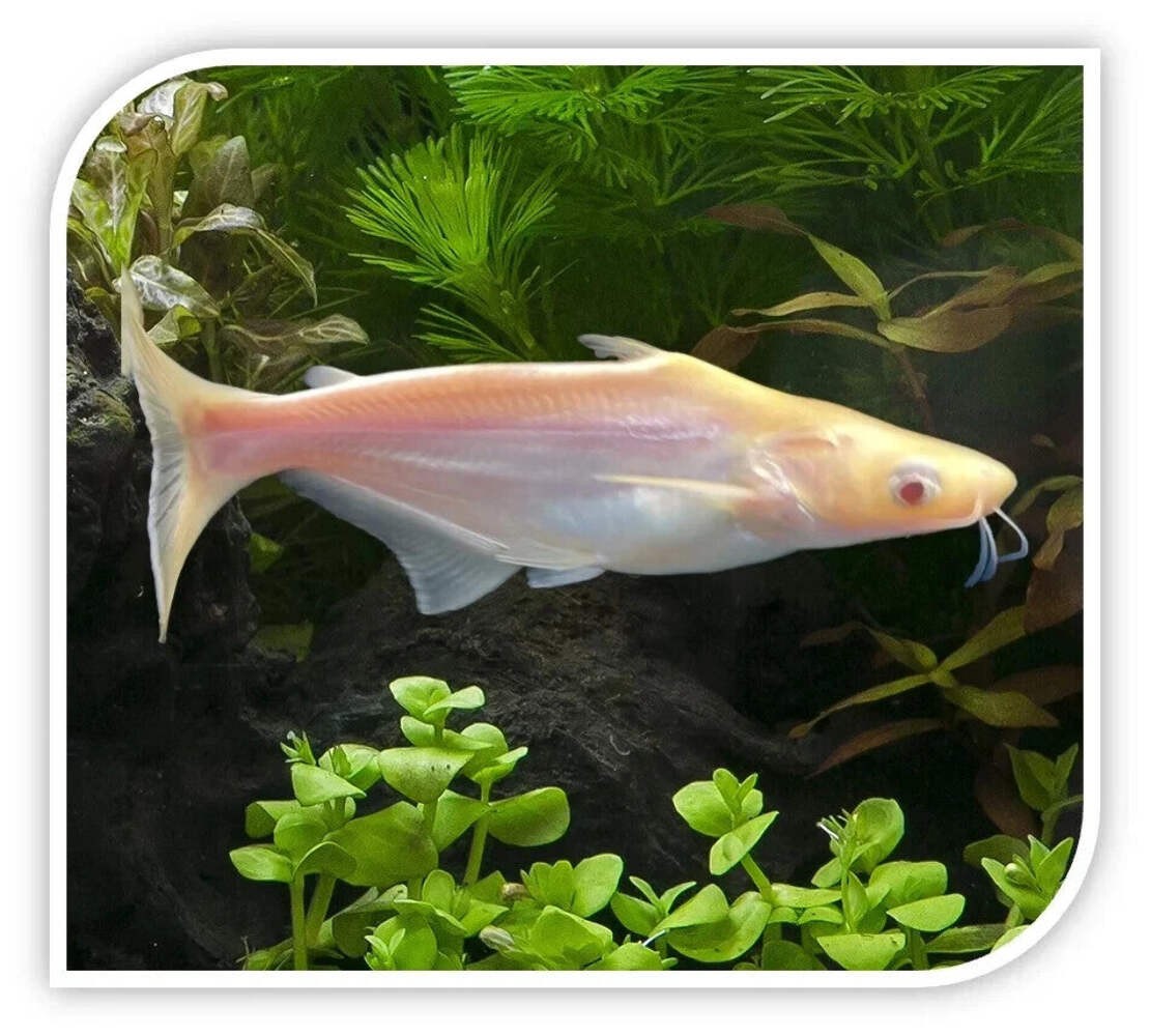 2-Pack: Albino Iridescent Shark-2” – Live Freshwater Fish for Aquarium