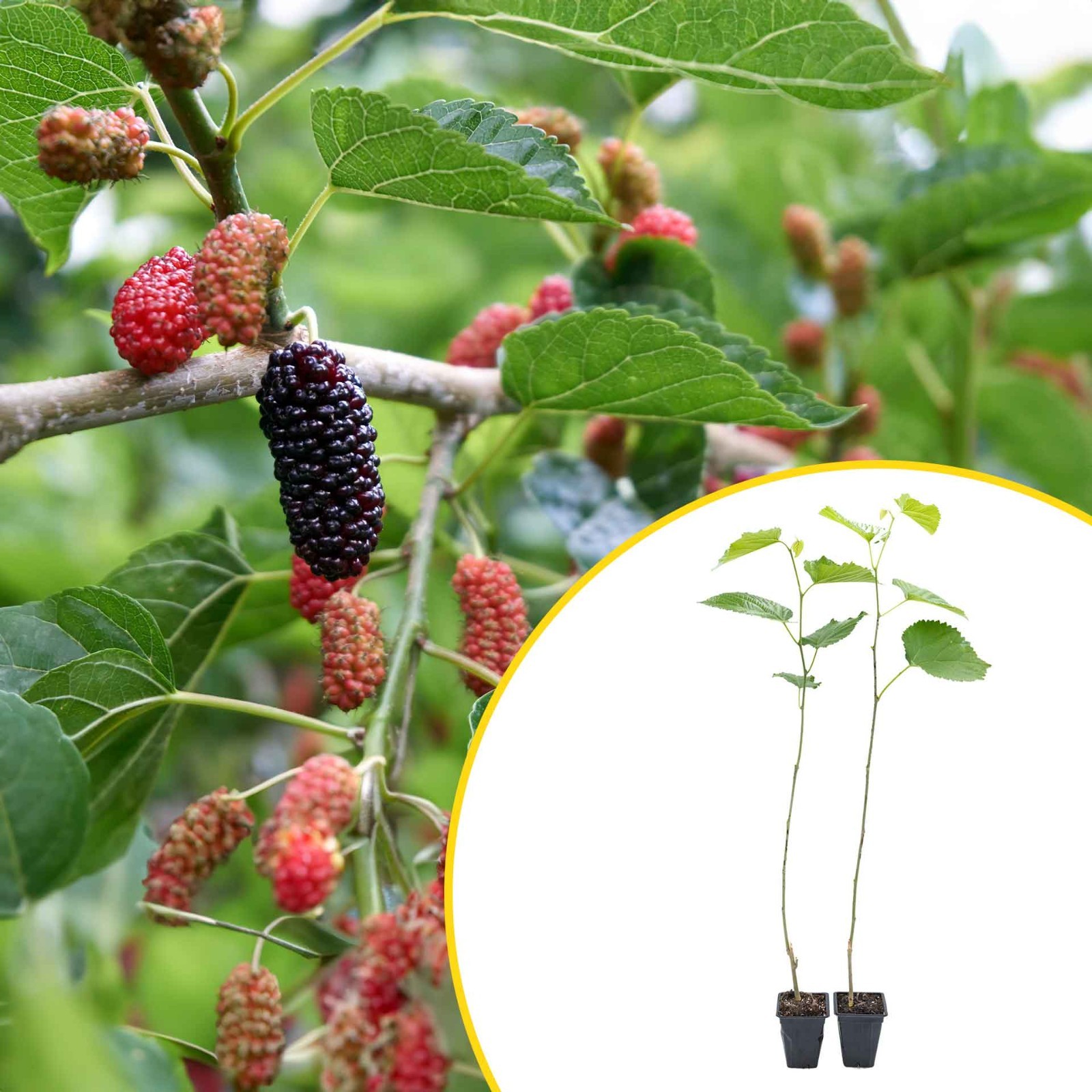 1 Pakistan Mulberry, Live Plants in 3.5\