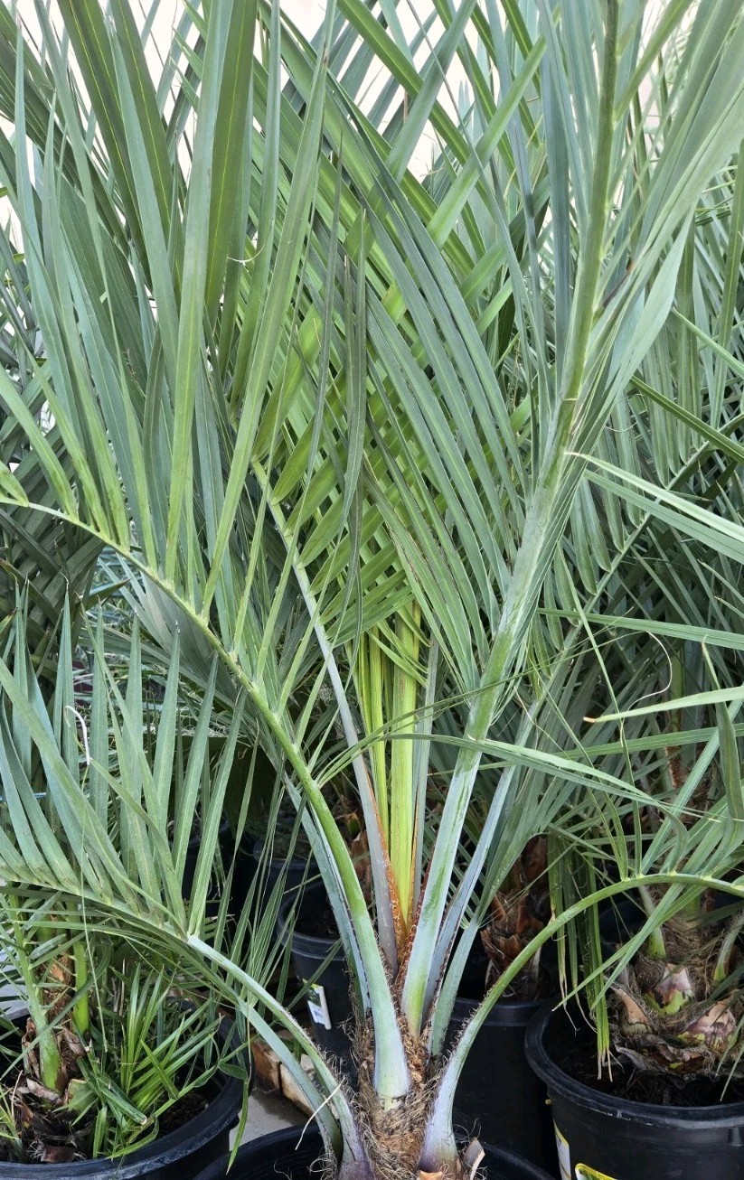 1 Jelly Pindo Palm Tree Plant (Butia capitata) Cold Hardy, 12+ Years, 52\