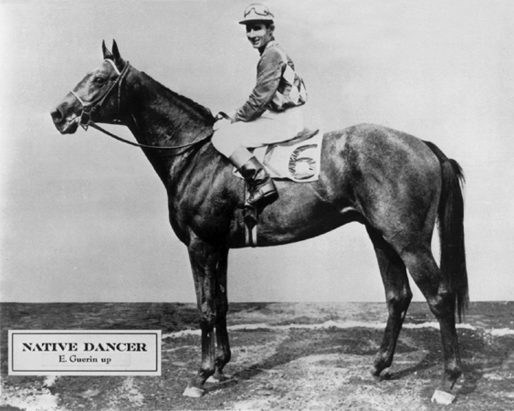 1953 Champion Racehorse NATIVE DANCER Glossy 8x10 Photo Thoroughbred Print 