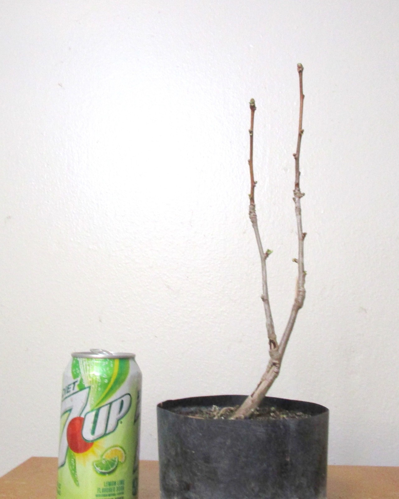 Gingko Biloba for mame shohin bonsai tree 
