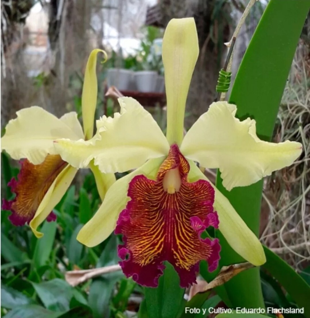 Cattleya dowiana fma aurea 'Net Dream' non bloom size rare orchid species. Clone