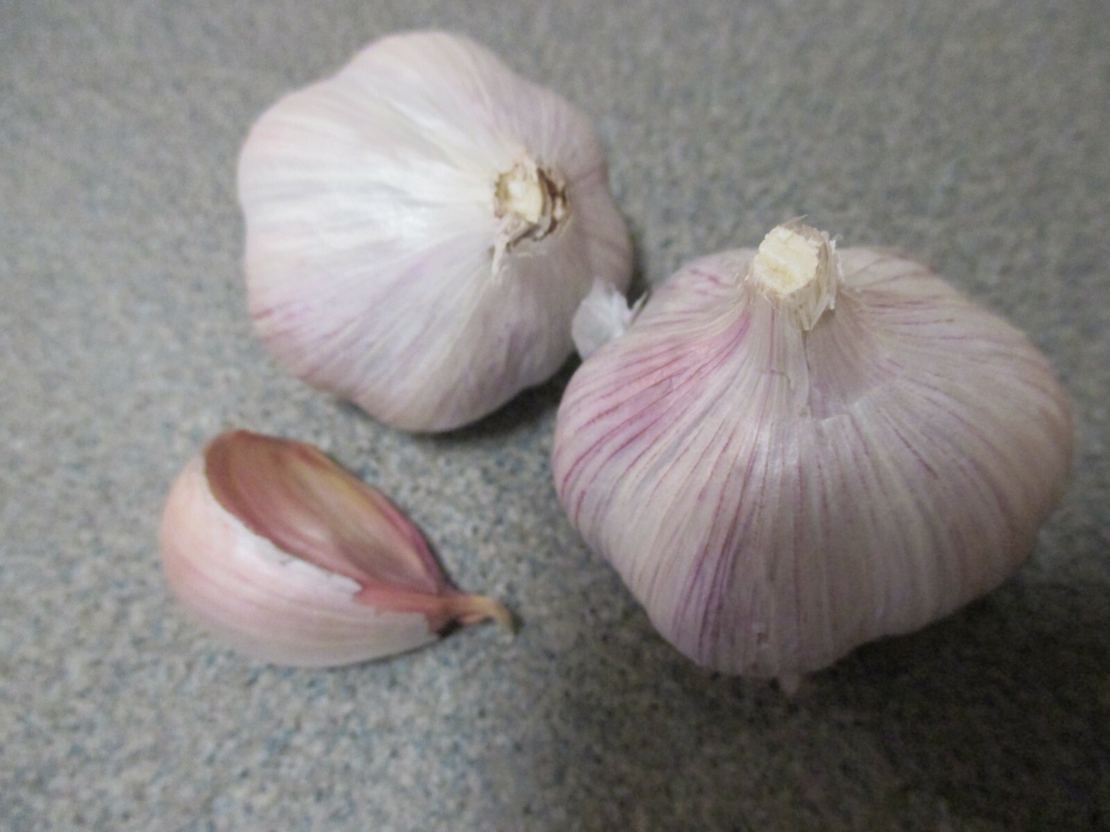 Gourmet Chesnok Red Garlic Bulbs for Fall Planting Growing