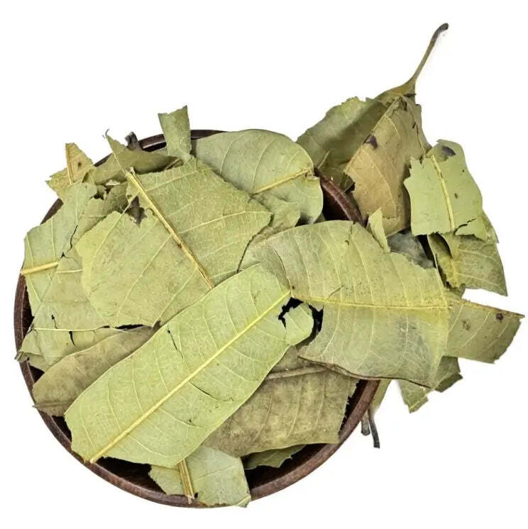 Dried Mango Leaves - Natural 100% Quality Herbal - Fresh Leaves WHOLESALE