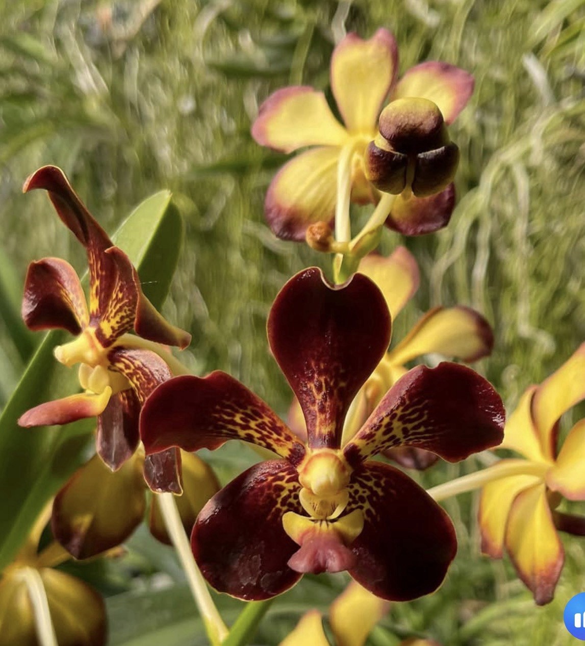 Vanda Motes Hot Mama Vanda Motes Hot Mama