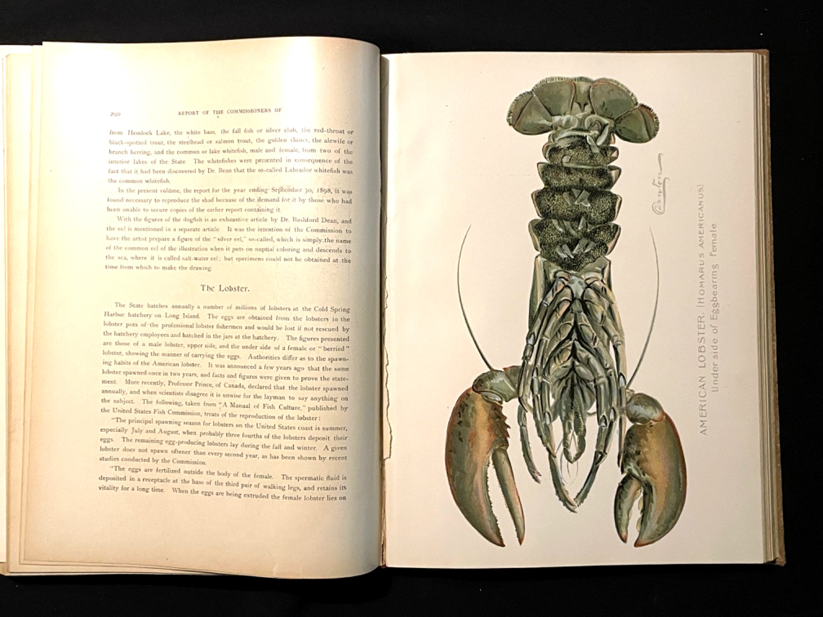 Antique Fishing Books 1899 Adirondacks New York Illustrated Hunting Color Plates