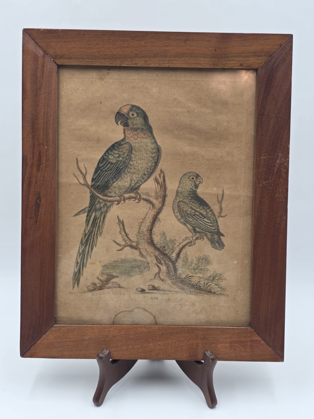 1754 GEORGE EDWARDS Hand Colored Copper Engraving Plate 235 PARROT / MACAW