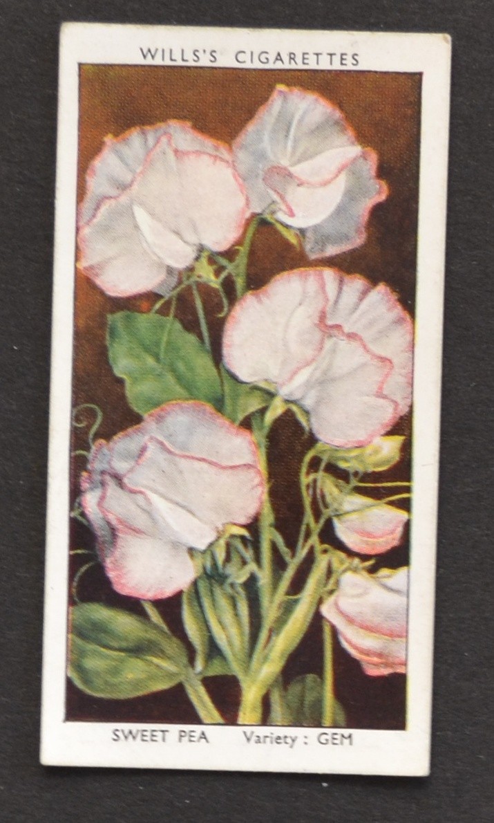 1939 Wills\'s Garden Flowers Series Cigarette Card No. 45 Sweet Pea