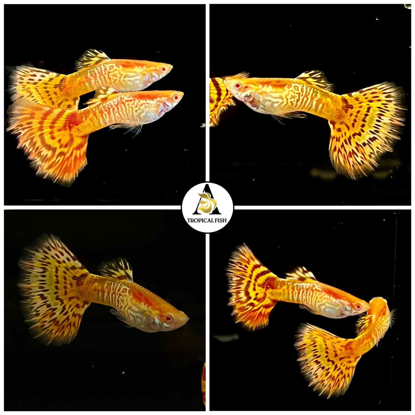 1 Trio☆ Albino Yellow King Cobra - High Quality Guppy Live Fish - Top Grate A+++