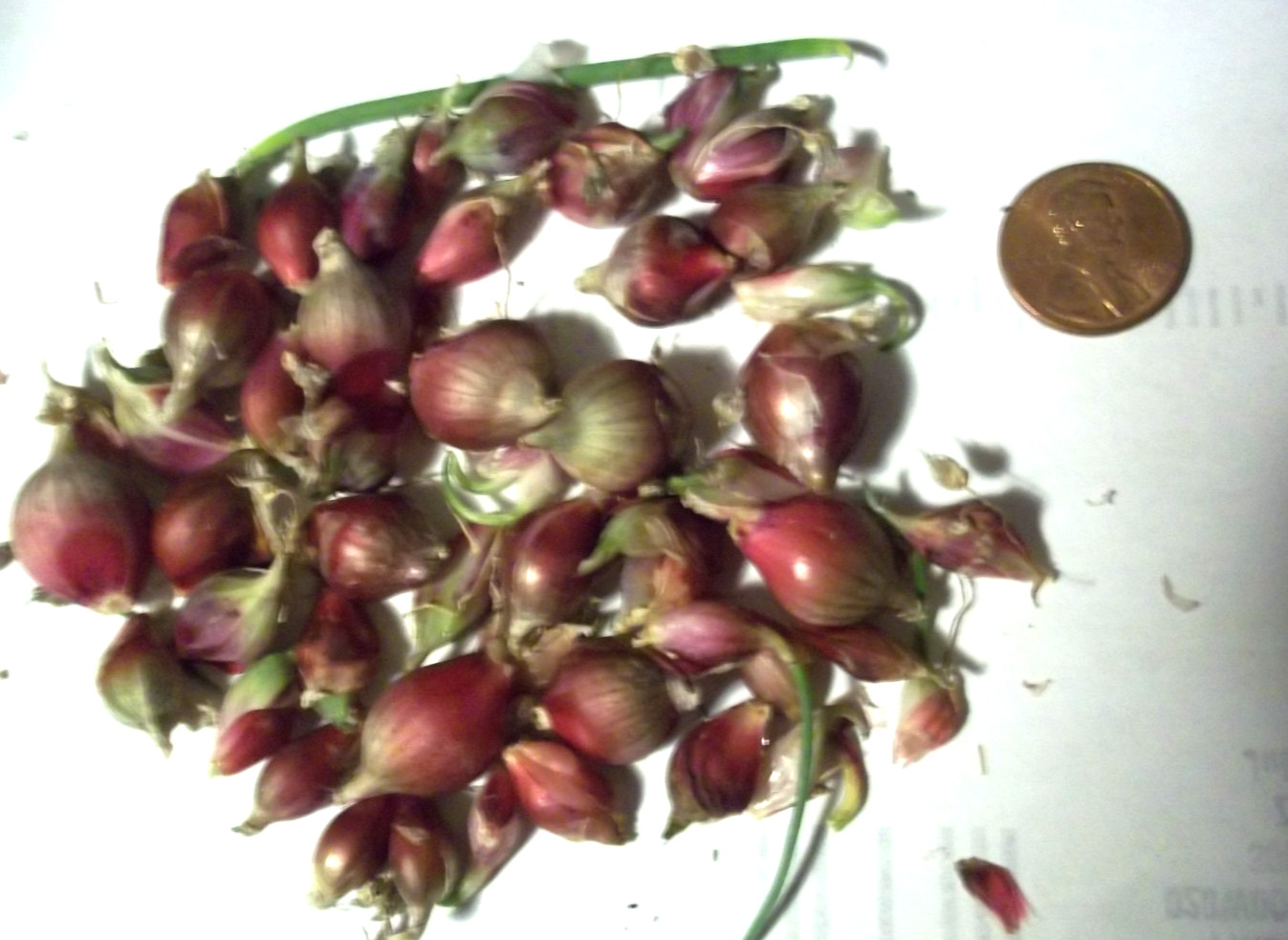 25 Egyptian Walking Onions Catawissa Winter Walking Topset bulb 2026 harvest 25 Egyptian Walking Onions Catawissa Winter Walking Topset bulb 2026 harvest